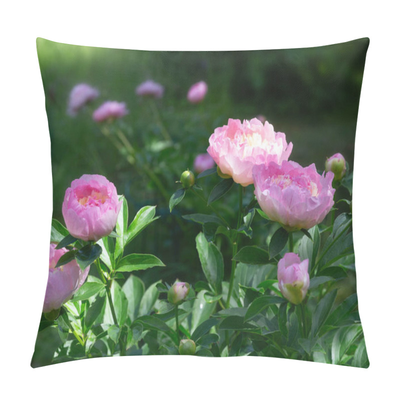 Personality  Blooming Pink Peonies In A Garden Setting. Paeonia Lactiflora Raspberry Sundae Pillow Covers