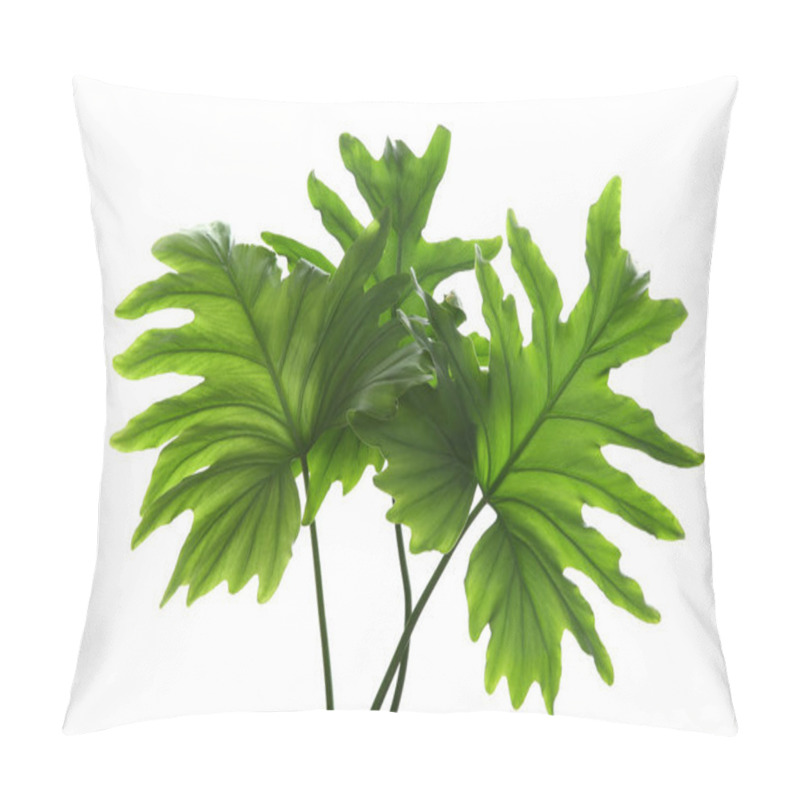 Personality  Tropical Philodendron Leaves Isolated On White Pillow Covers