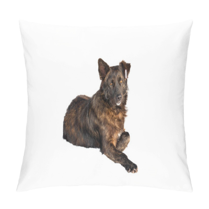 Personality  Castrated Dog With A Number In The Ear Isolated On A White Pillow Covers