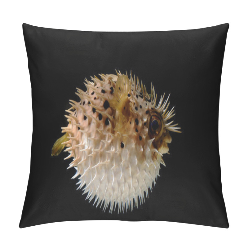 Personality  Puffed Up Puffer Fish Pillow Covers