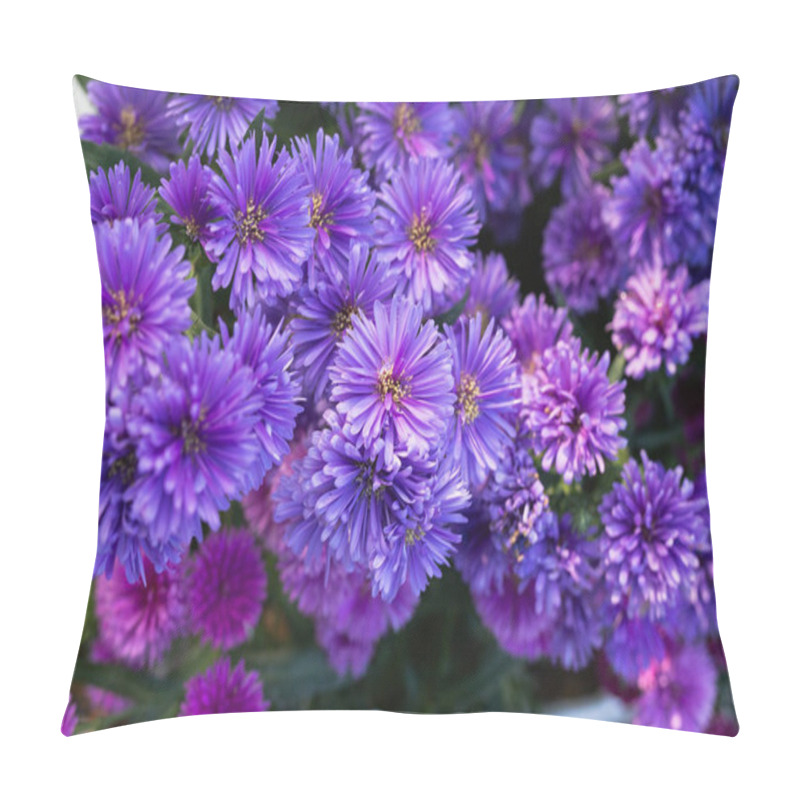 Personality  Beautiful Violet Asters Blooming In The Garden Pillow Covers