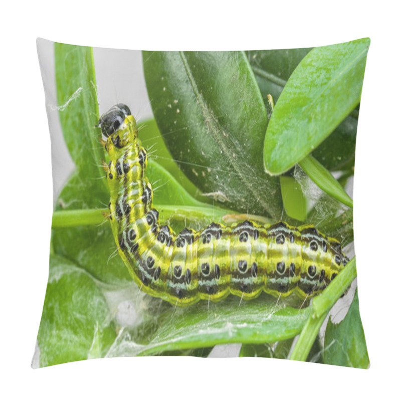 Personality  Caterpillar Of The Box Tree Moth (Cydalima Perspectalis) Pillow Covers