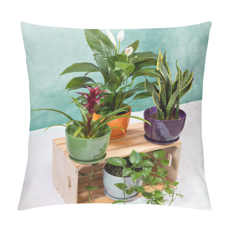 Personality  Golden Pothos, Devil's Ivy, Epipremnum Aureum, Bromeliad Flower, Peace Lily, Sansevieria, Snake Plant On The Wooden Crate Pillow Covers