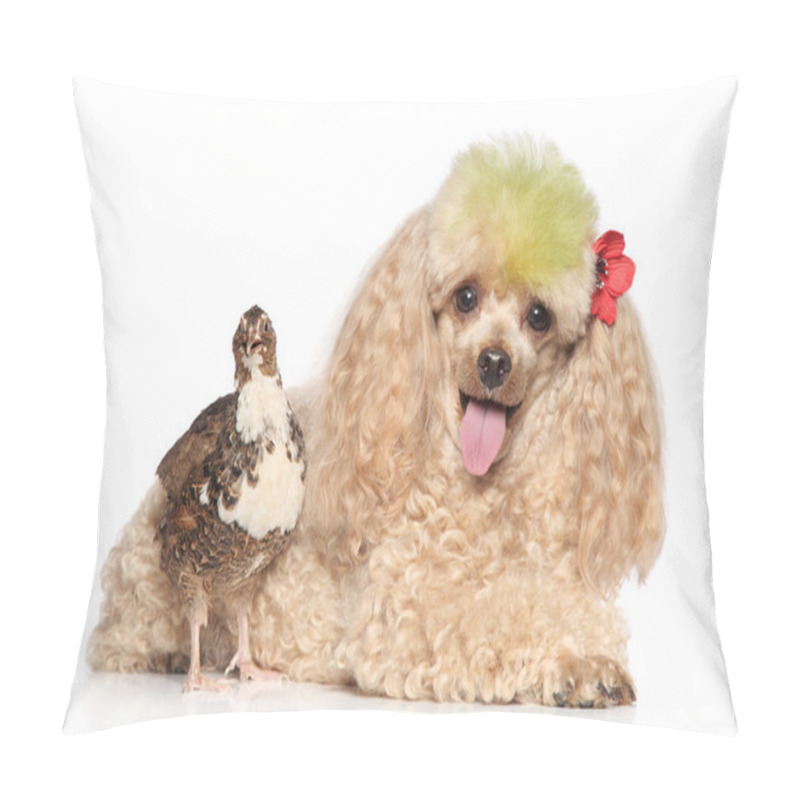 Personality  Charming Apricot Poodle With Bird Pillow Covers