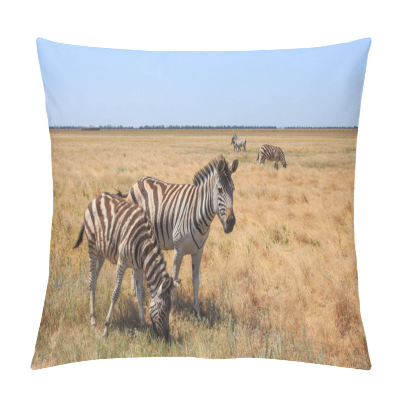 Personality  Zebras In The Ukrainian Steppe On The Territory Of The National Nature Reserve 