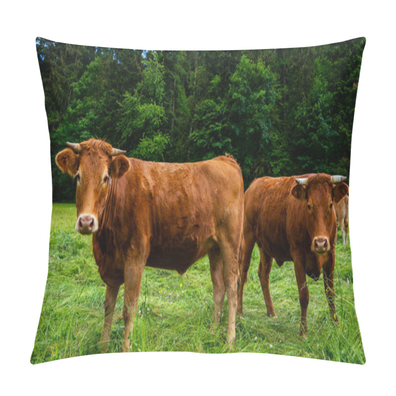 Personality  Cows In A Rural Field, Enjoying Themselves. Grazing Cows In Pasture. Herd Of Cows At Summer Green Field. Pillow Covers