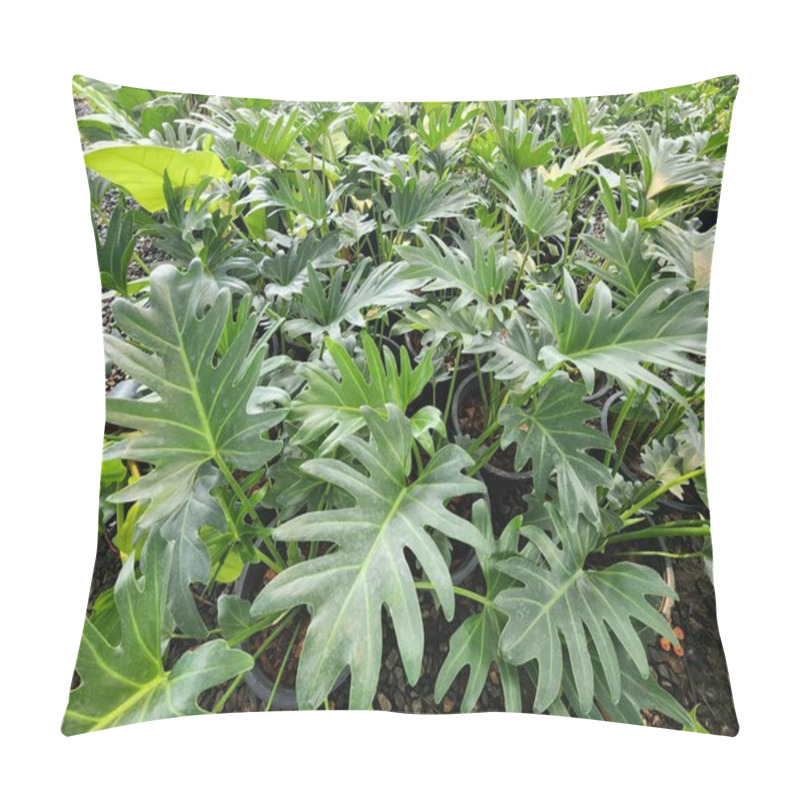 Personality  A Solitary, Green Herbaceous Plant Called Philodendron Xanadu Has Panicles Of Flowers. It Is Frequently Cultivated In Pots. Ornamentation Inside The Structure Bunch Of Flowers Decorated Pillow Covers