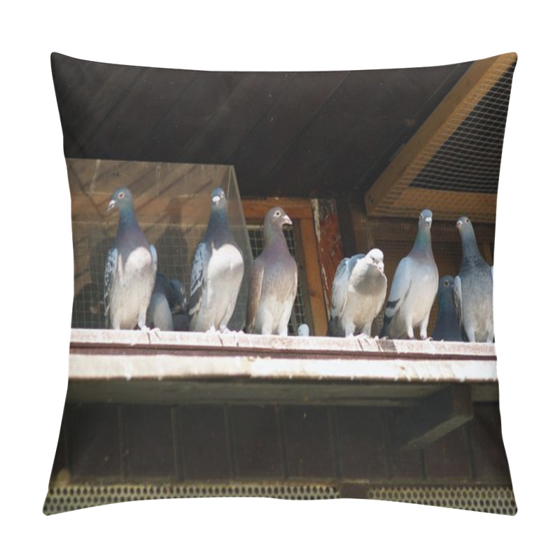 Personality  Pigeons Pillow Covers