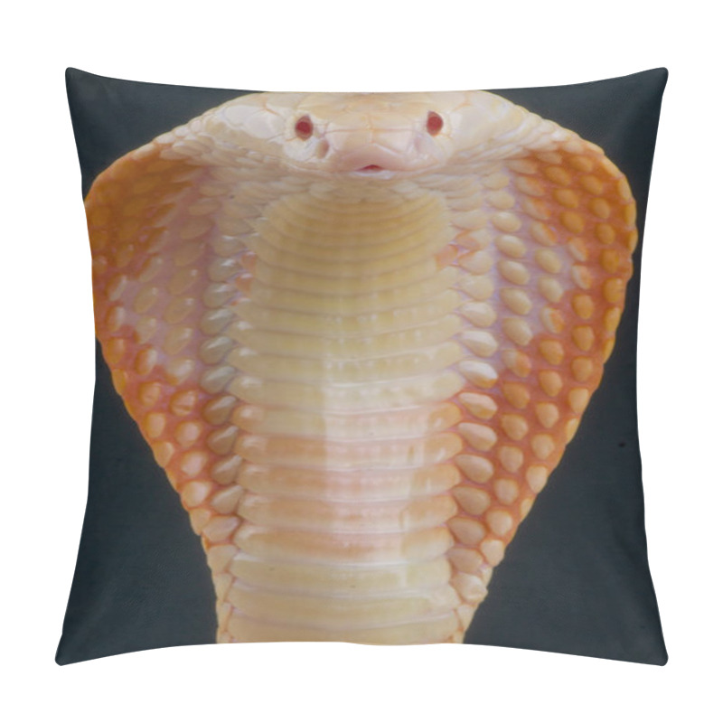 Personality  Albino Monocled Cobra (Naja Kaouthia) Is A Highly Venomous Snake Species. Pillow Covers