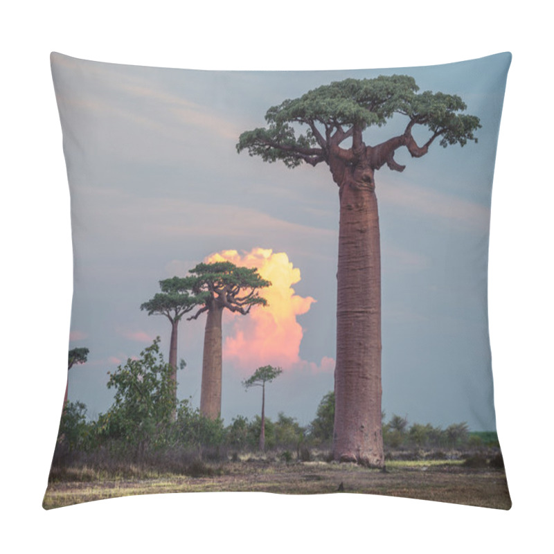 Personality  Madagascar. Baobab Trees Pillow Covers