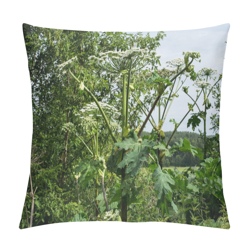 Personality  Hogweed Thickets At The Edge Of The Forest  Pillow Covers