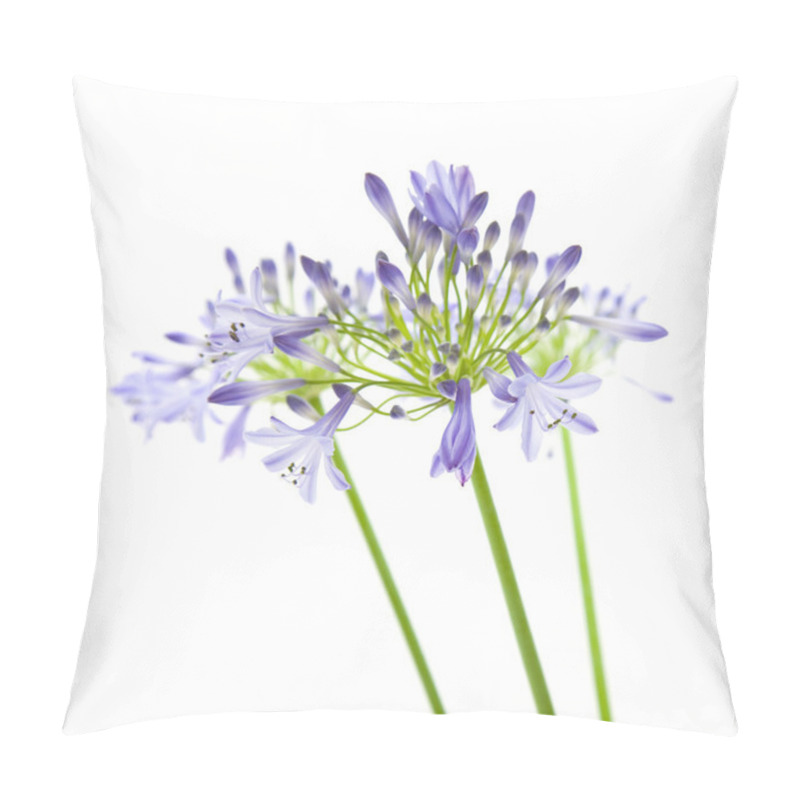 Personality  African Lily; Agapanthus Africanus; Isolated Pillow Covers