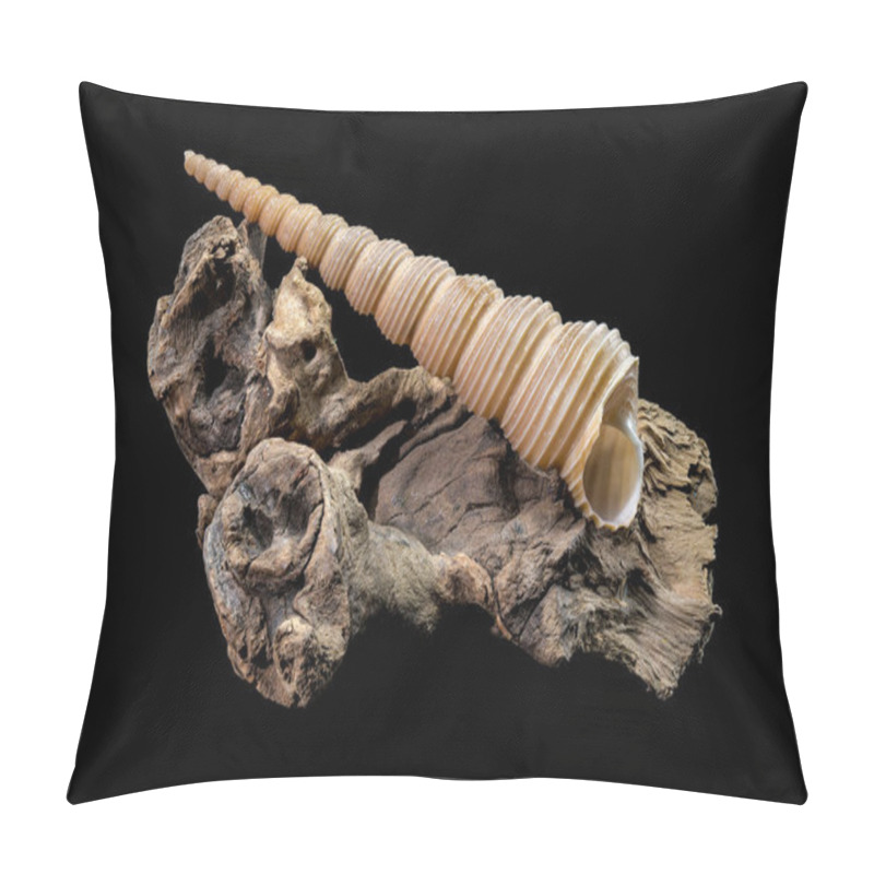 Personality  A Mesmerizing Turritella Seashell With Its Elongated Spiral Structure And Ridged Texture, Elegantly Displayed On A Natural Driftwood Base, Set Against A Sleek Black Background Pillow Covers