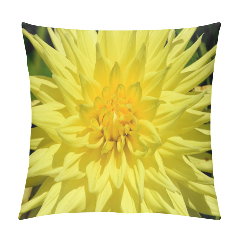 Personality  Dahlia Bloom Close Ups Pillow Covers