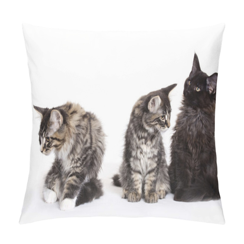 Personality  Group Of Beautiful Maine Coon Kittens Pillow Covers