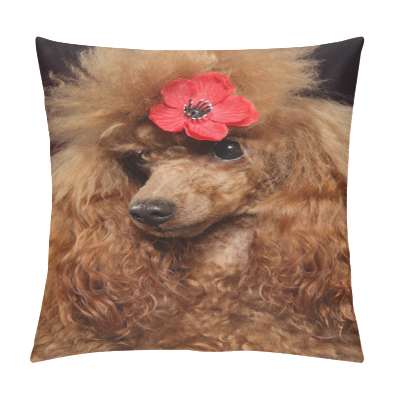 Personality  Toy Poodle Puppy Pillow Covers