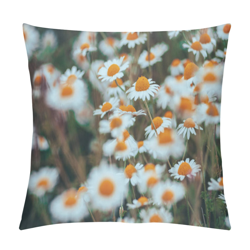 Personality  Chamomile Field Flowers Border. Beautiful Nature Scene With Blooming Medical Chamomilles In Sun Flare. Alternative Medicine Spring Daisy. Summer Flowers. Beautiful Meadow. Summer Background Pillow Covers