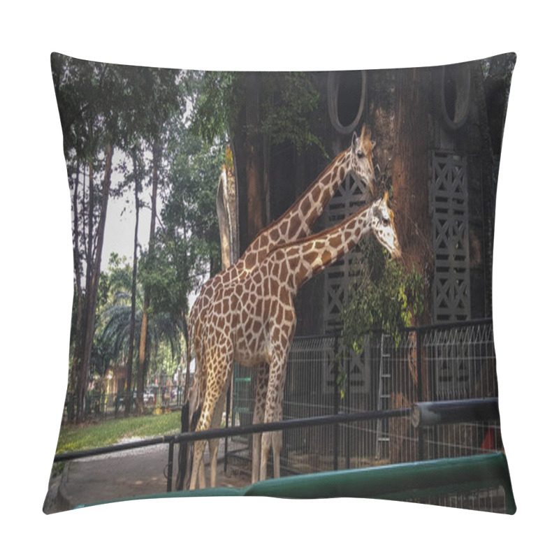 Personality  Two Giraffes At A Zoo In Asia Are Enjoying Lunch Pillow Covers