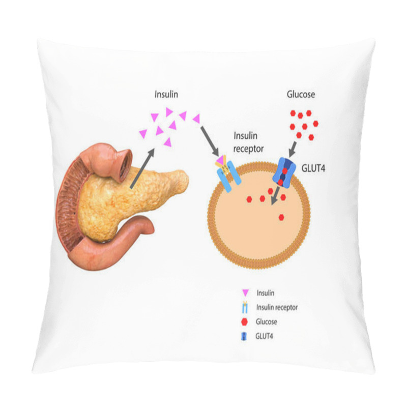 Personality  Insulin Regulates The Metabolism And Is The Key That Unlocks The Cell's Glucose Channel, 3d 2d Graphic, Render, Illustration Pillow Covers