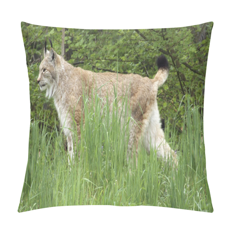 Personality  Eurasian Lynx In Natural Back Pillow Covers