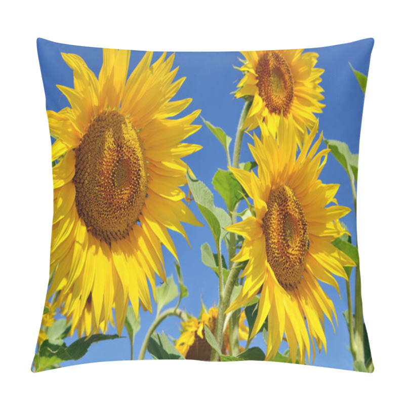 Personality  Young Sunflowers Bloom In Field Against A Blue Sky Pillow Covers