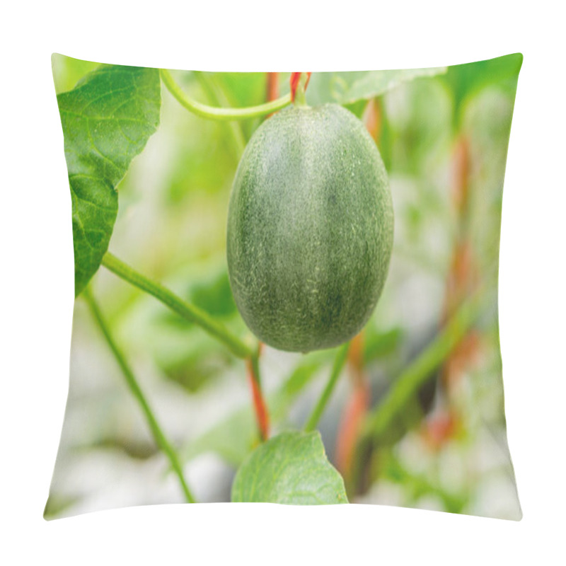 Personality  Small Japan Melon (Honeydew Melon) In Farm Pillow Covers