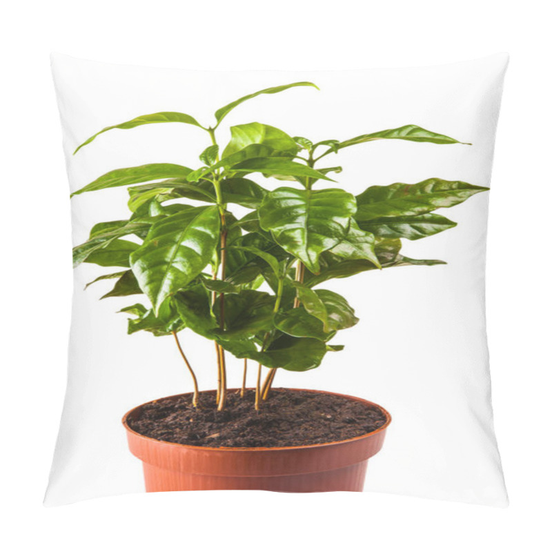 Personality  Young Green Sprouts Bush Of Coffee In The Terra-cotta Pot Isolated On White Background Pillow Covers