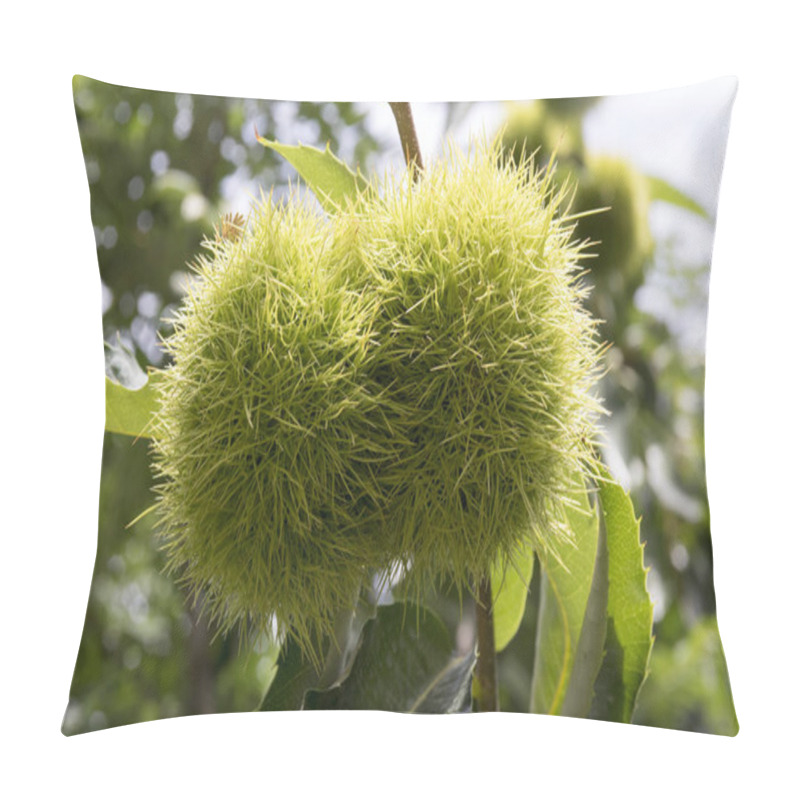 Personality  Castanea Sativa, Sweet Chestnuts Hidden In Spiny Cupules, Tasty Brownish Nuts Marron Fruits, Branches With Leaves Pillow Covers