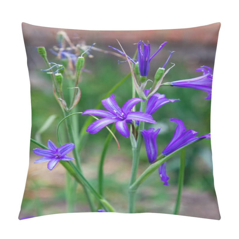 Personality  Close Up Of Harvest Brodiaea (Brodiaea Elegans) Pillow Covers