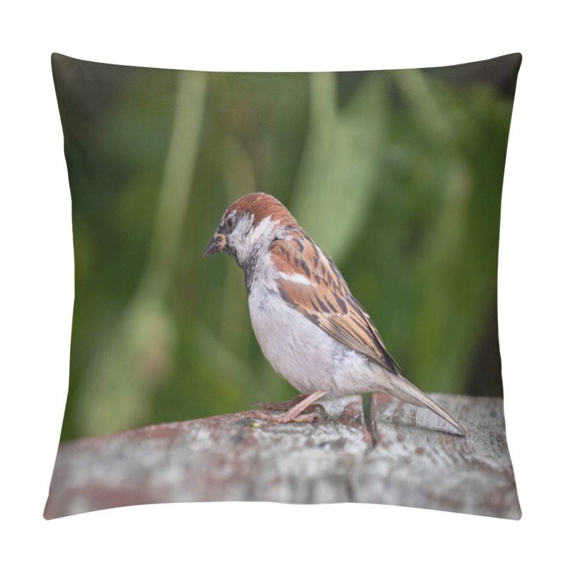 Personality  Humboldt Penguin (Spheniscus Humboldti) On A Rock On The Edge Of The Water. Pillow Covers