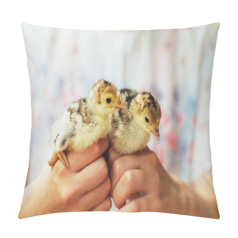 Personality  Chick On Hand Isolated On White Background. Baby Chicken In Hand Pillow Covers