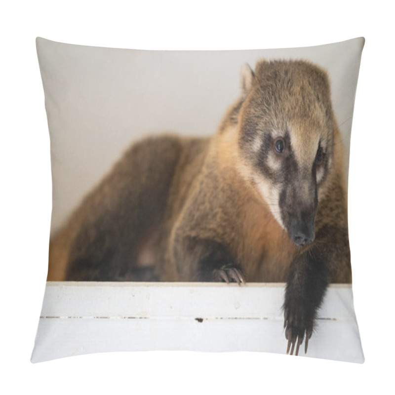 Personality  The Coati Relaxes On A Ledge, Showcasing Its Unique Features And Curious Expression In A Cozy Indoor Setting Filled With Natural Light. Pillow Covers