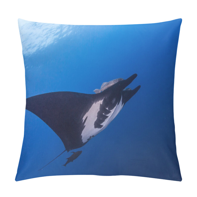 Personality  Black Manta Ray At Islas Revillagigedos, Mexico Pillow Covers