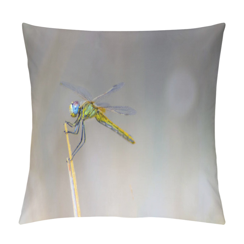 Personality  Dragonfly: Captivating Insects Perched On A Branch In Nature Pillow Covers