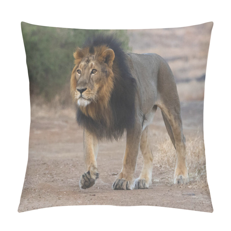 Personality  Magnificient Male Asiatic Lion At Sasan Gir, Gujarat, India Pillow Covers