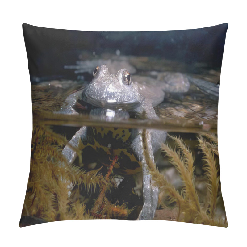 Personality  Frog Close View Background, Frog Relaxing In Its Natural Habitat Pillow Covers