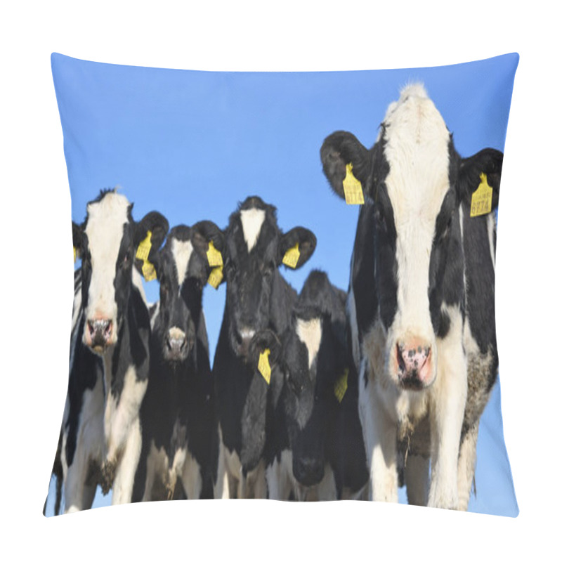 Personality  Ukraine, Kalush - October 31, 2018 : Calves I In A Yard For Livestock On A Dairy Farm Near The City Of Kalush. Pillow Covers