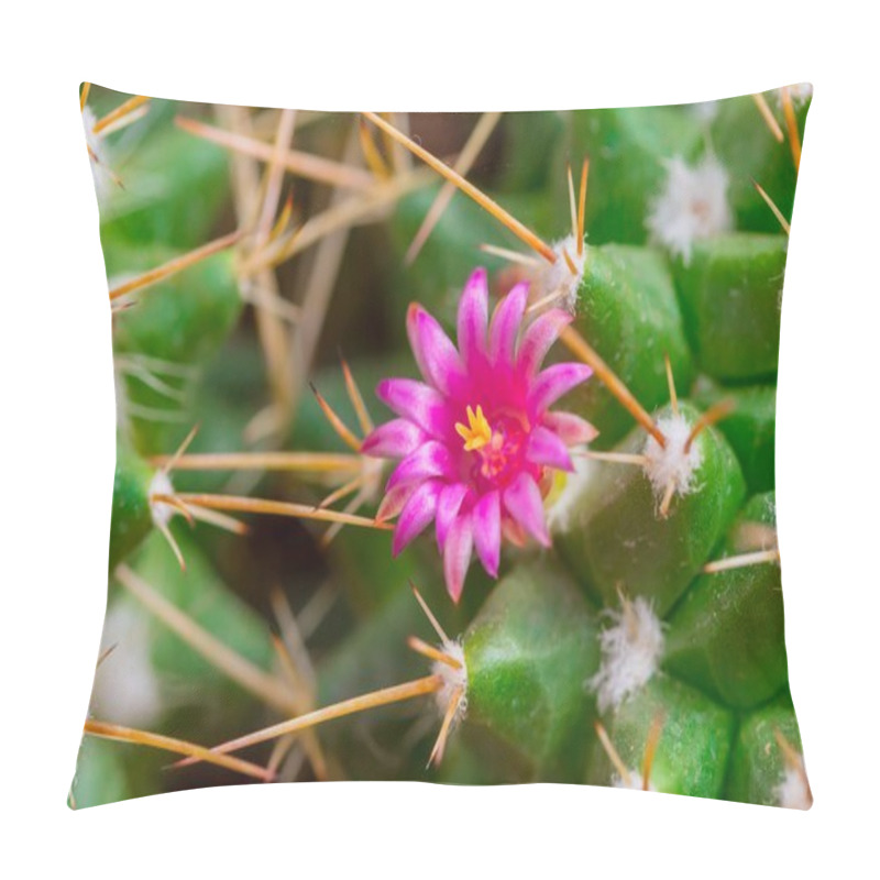 Personality  Beautiful Cactus Pink Mini Flower On Sharp Thorn Plant In Desert Pillow Covers