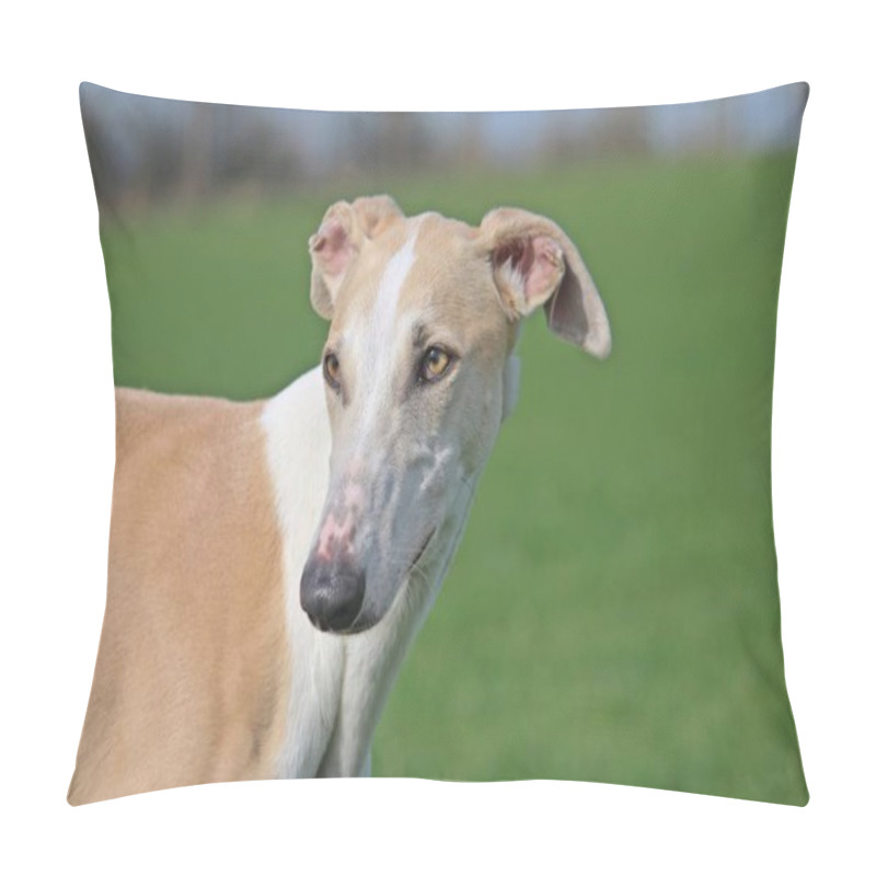 Personality  Beautiful Galgo Portrait In The Park Pillow Covers