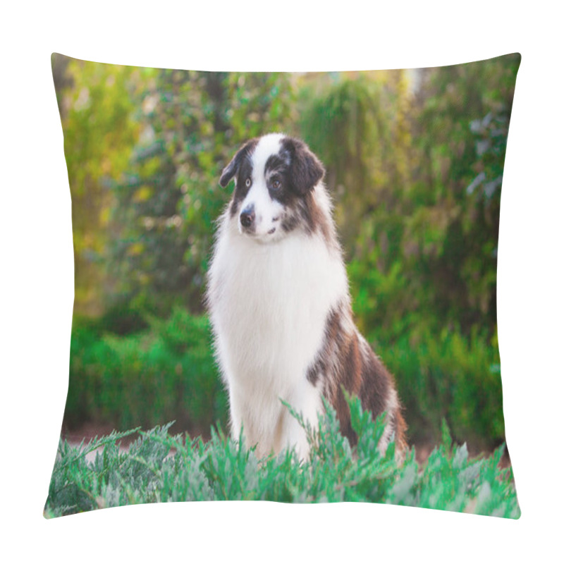 Personality  American Miniature Shepherd Merle In The Park Pillow Covers