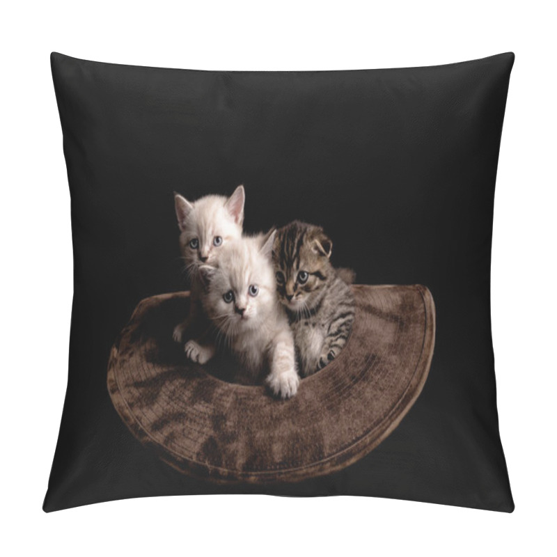 Personality  Three Cute Kittens Sitting Inside A Cowboy Hat. On A Black Backg Pillow Covers