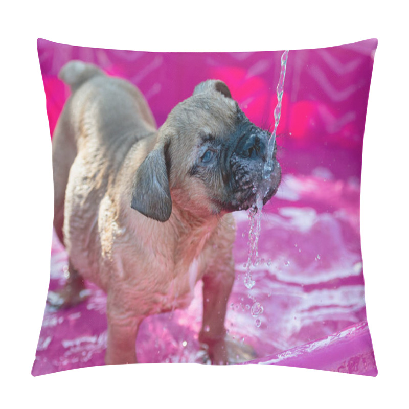 Personality  Blind Bulldog Drinking From A Stream Of Water Pillow Covers