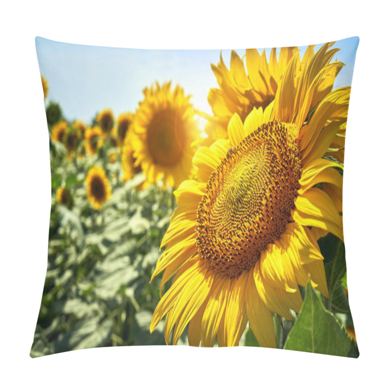 Personality  Summer Landscape Of Golden Sunflower Field Pillow Covers