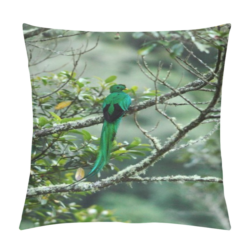 Personality  Resplendent Quetzal, Pharomachrus Mocinno, Savegre In Costa Rica, With Green Forest In Background. Magnificent Sacred Green And Red Bird. Beutiful And Magnificent Bird Pillow Covers