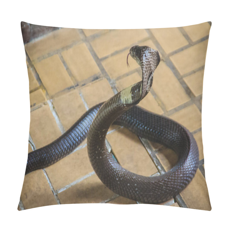 Personality  Dangerous Monocled Cobra Snakes Come Into The House. The Monocled Cobra (Naja Kaouthia), Also Called Monocellate Cobra, Is A Cobra Species Widespread Across South And Southeast Asia. Pillow Covers