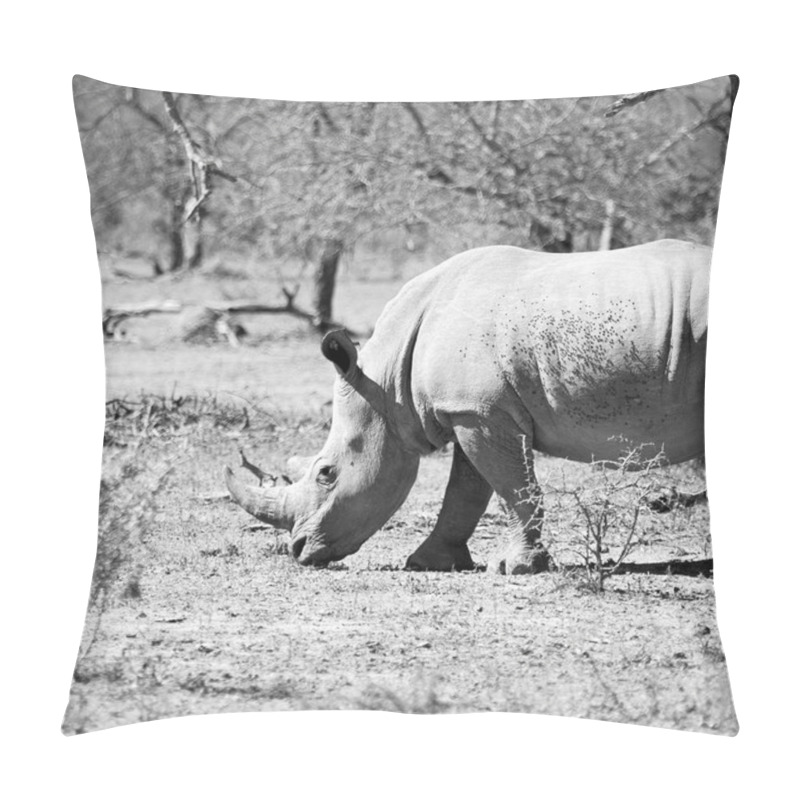 Personality    In South Africa     Wildlife     Reserve And   Rhinoceros Pillow Covers