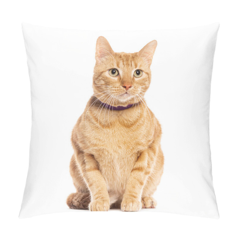 Personality  Attentive Ginger  Tabby European Cat Wearing A Purple Collar Sitting And Looking Up, Isolated On White Pillow Covers