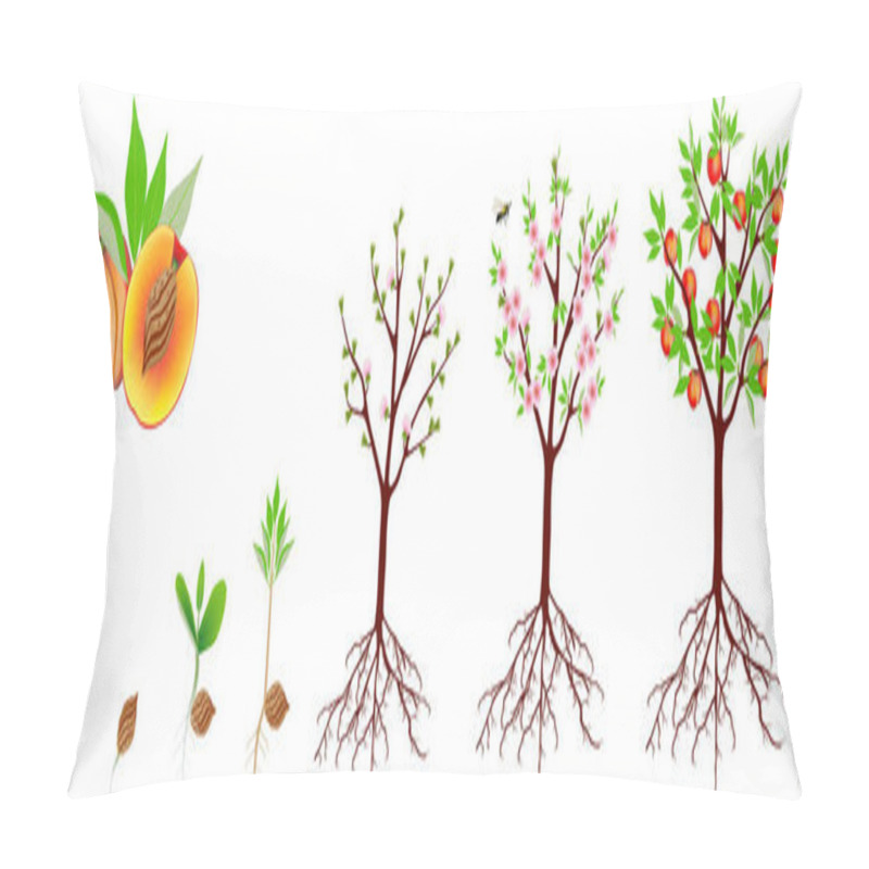 Personality  A Growth Cycle Of A Peach Plant Is Isolated On A White Background. Pillow Covers