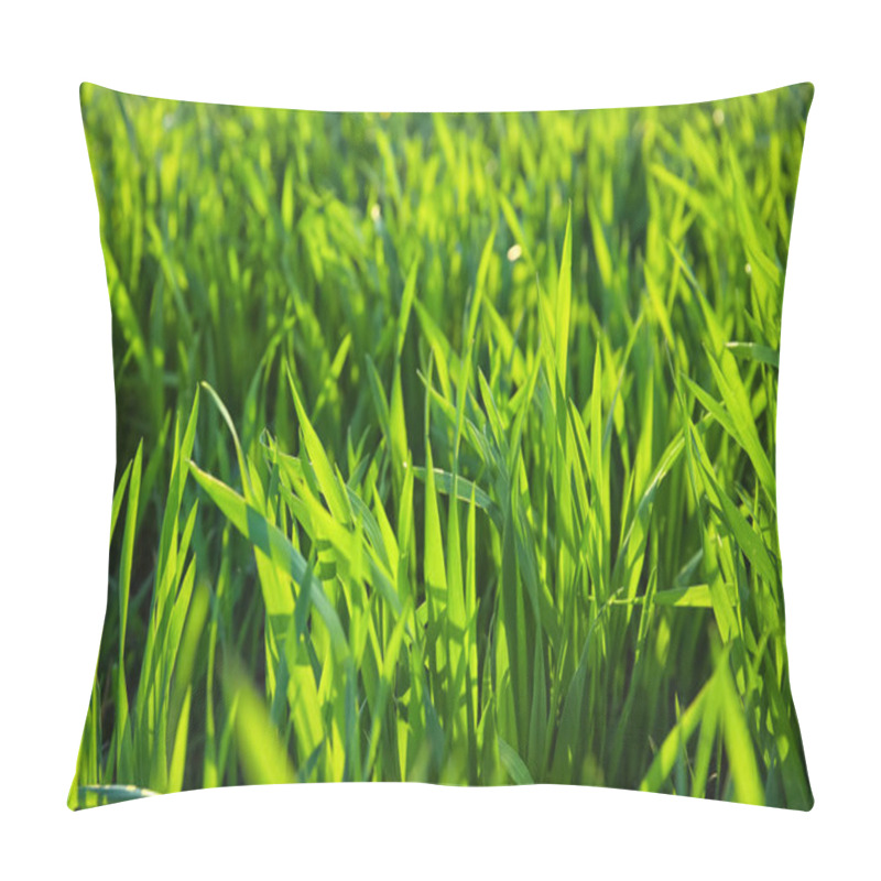 Personality  Green Wheat Field On Sunny Day Pillow Covers