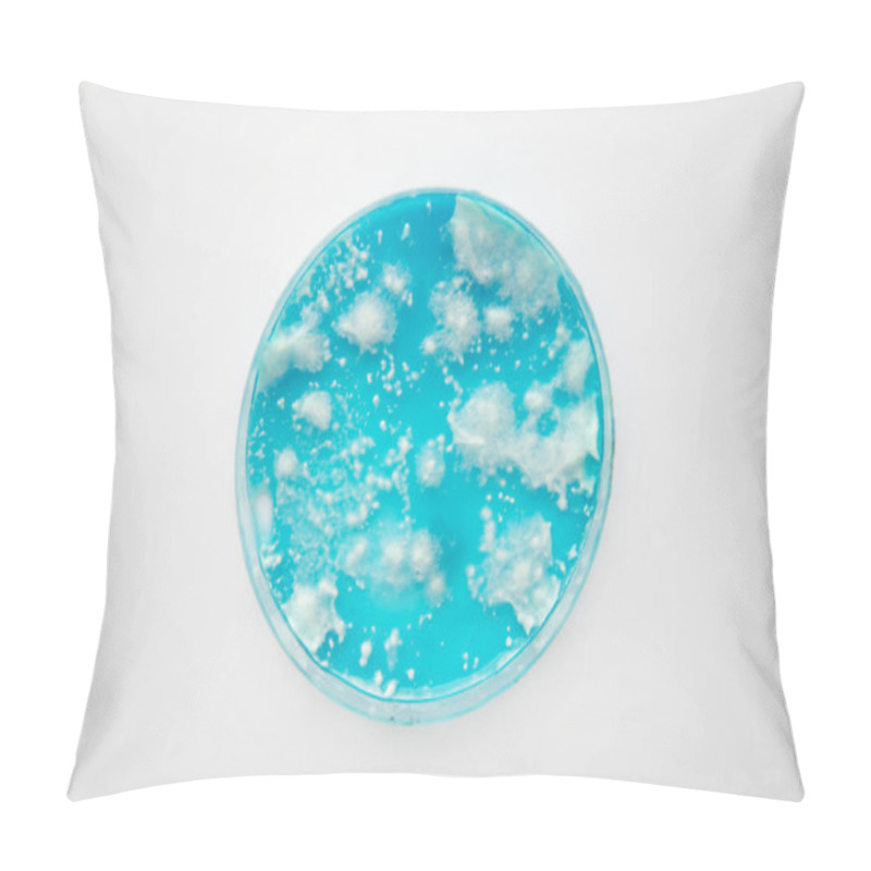 Personality  Fungal Mycelium Petri Dish. White Background. Mushroom Mycelium On Agar. Reishi Mushroom Mycelium On Potato Dextrose Agar. Laboratory Accessories. Mycology Growing In A Petri Dishes. Pillow Covers